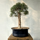 Melaleuca Bonsai Tree