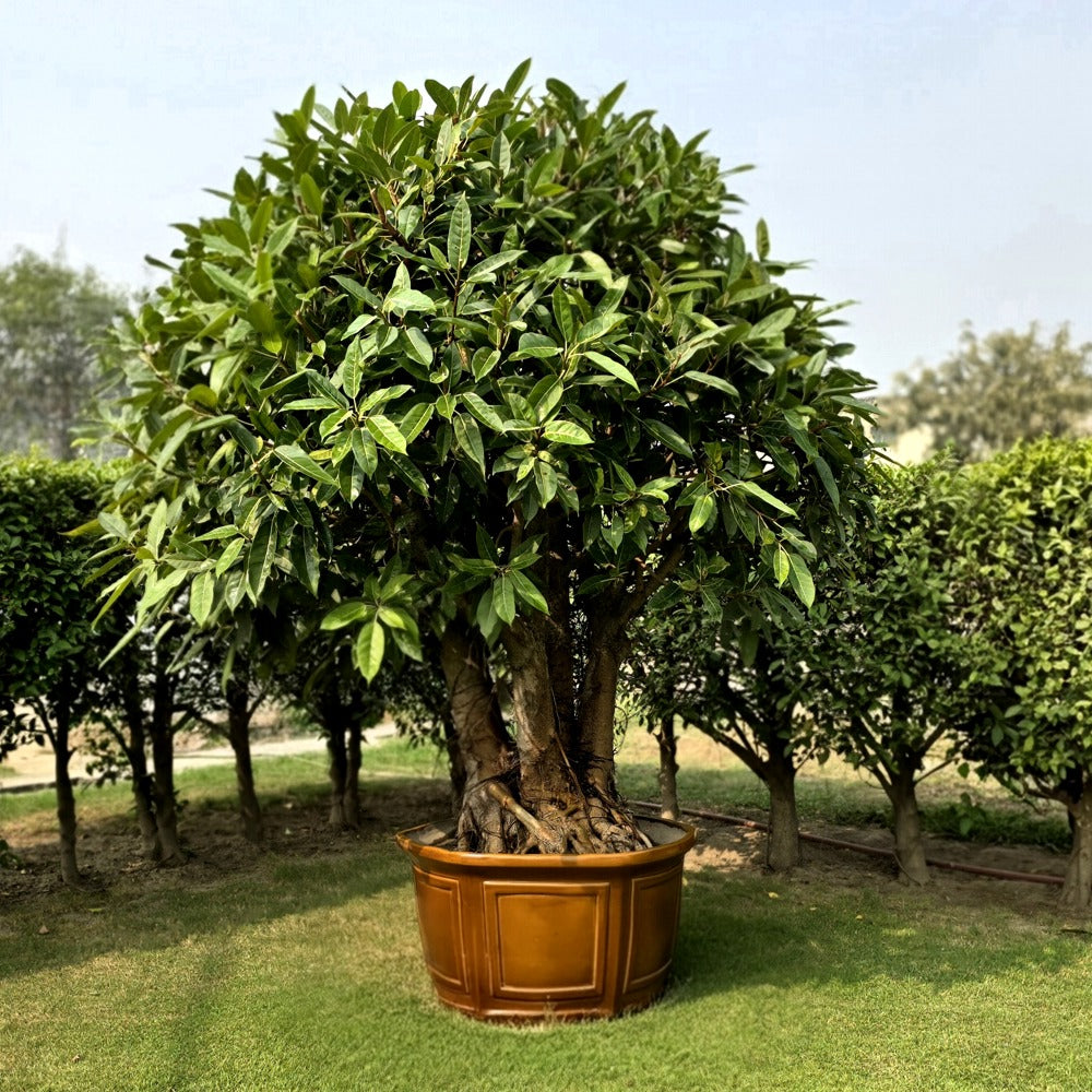 Pilkhan (Ficus Virens) Bonsai Tree Multi-Trunk Style