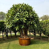 Pilkhan (Ficus Virens) Bonsai Tree Multi-Trunk Style