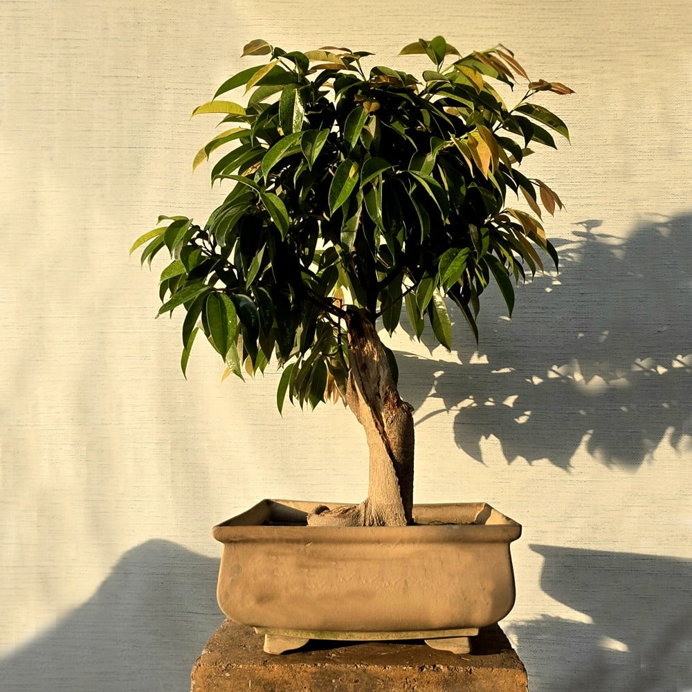 Ficus Amstel King