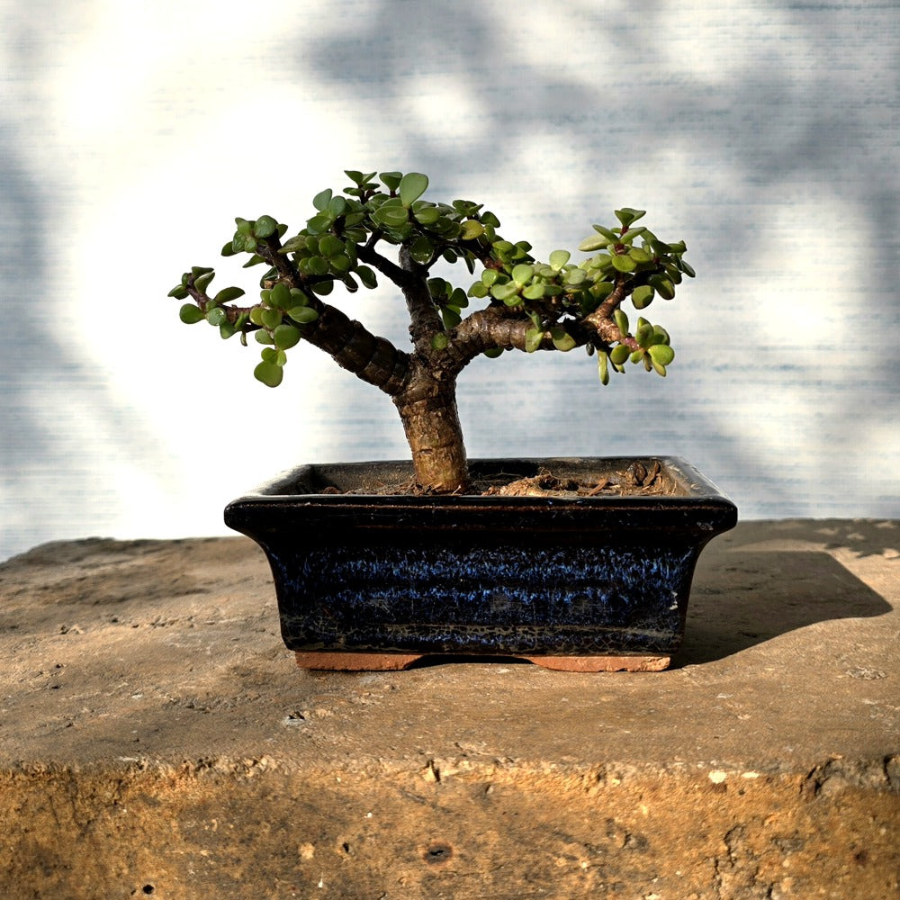 Jade Bonsai Tree