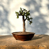Jade Pre-Bonsai