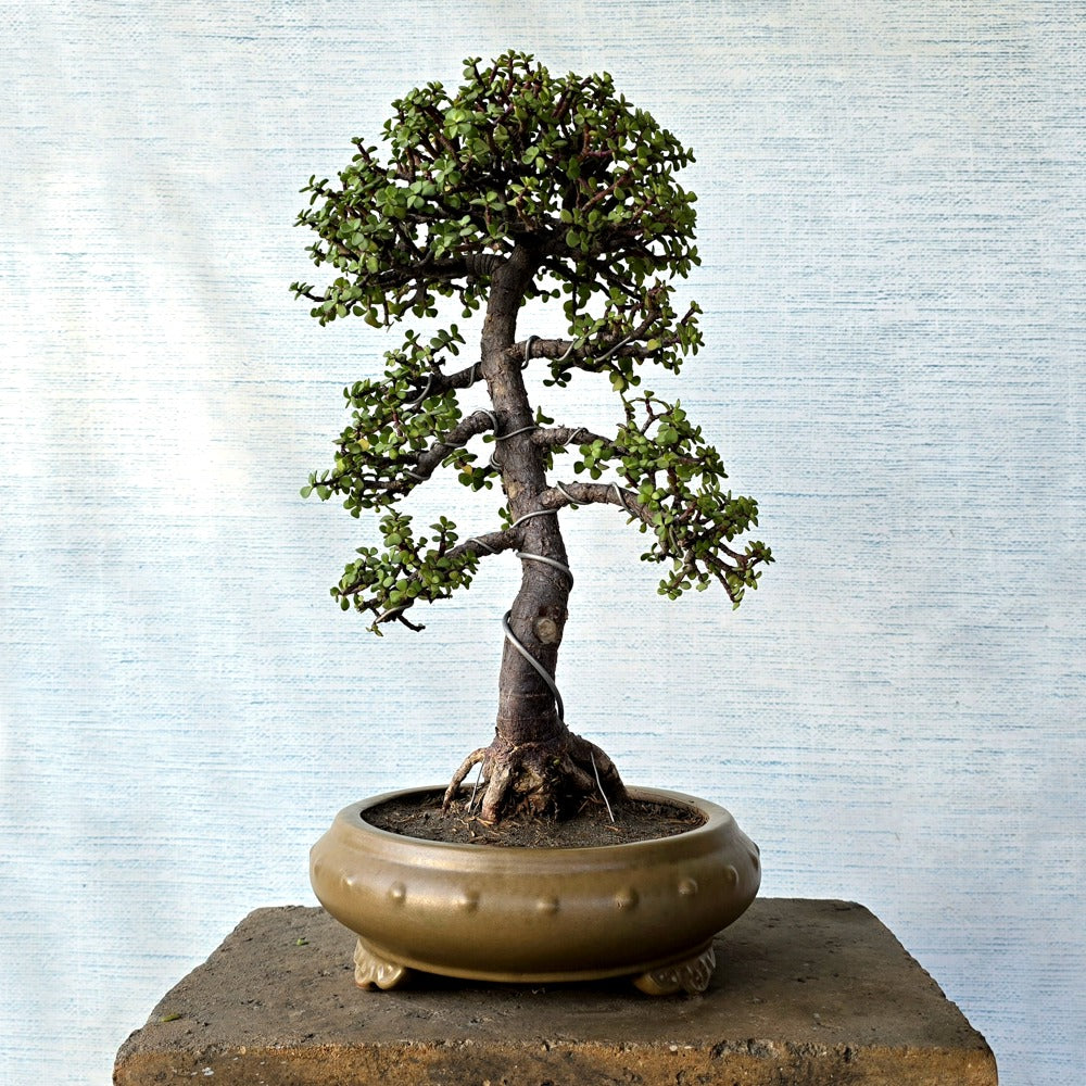 Jade Bonsai Tree
