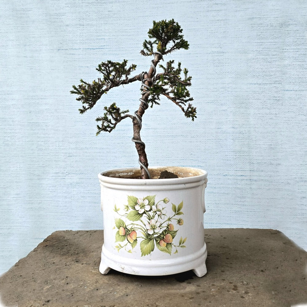 Juniper Bonsai Tree