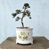 Juniper Bonsai Tree