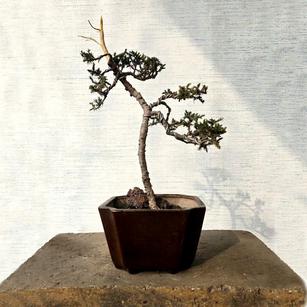 Juniper Bonsai Tree