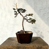 Juniper Bonsai Tree