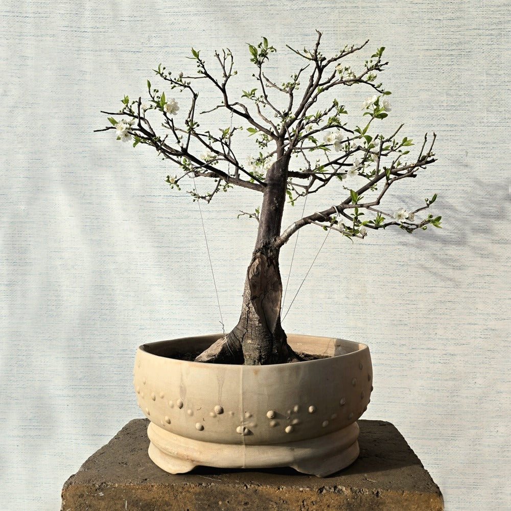 Small Plums Bonsai Tree