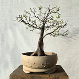 Small Plums Bonsai Tree