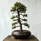 Jade Bonsai Tree