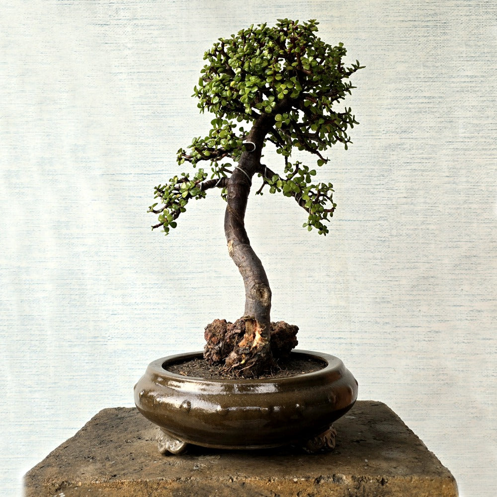 Jade Bonsai Tree