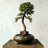 Jade Bonsai Tree