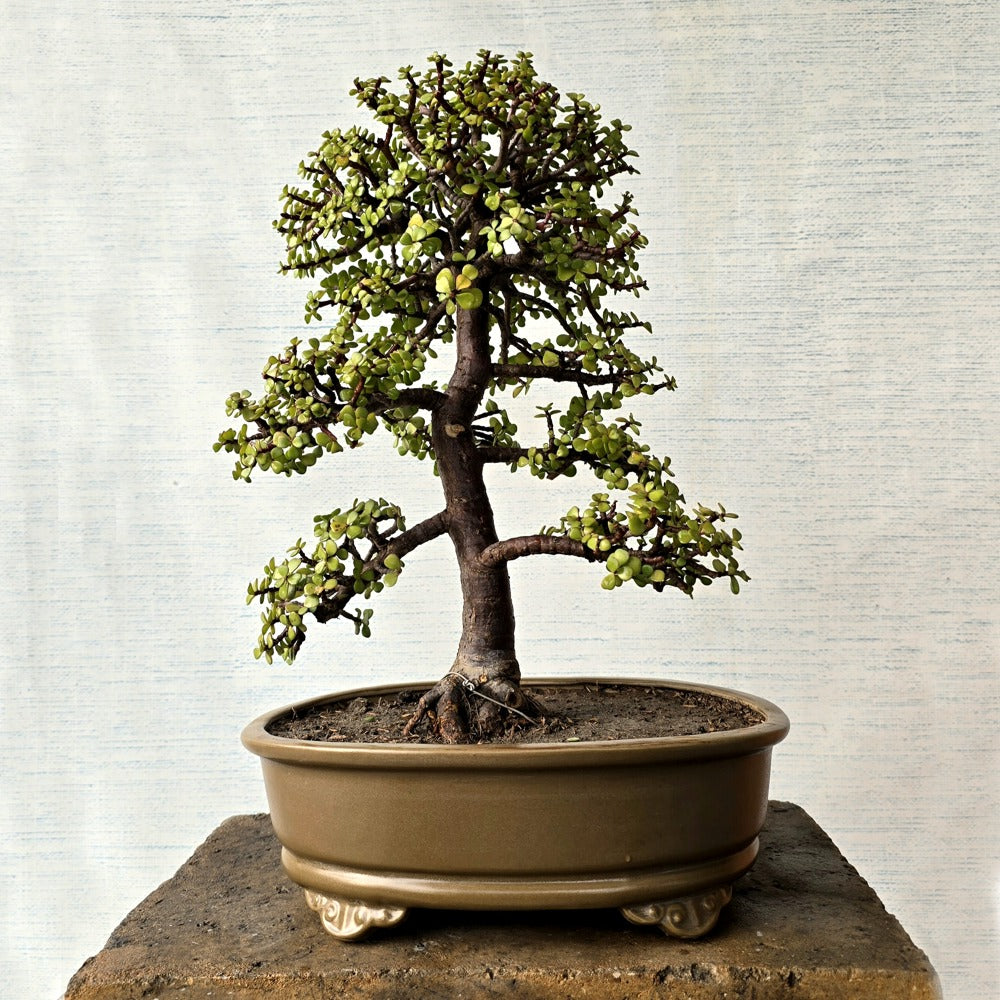 Jade Bonsai Tree