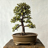 Jade Bonsai Tree