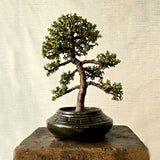 Jade Bonsai Tree