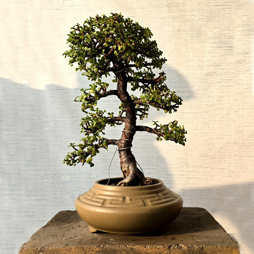 Jade Bonsai Tree