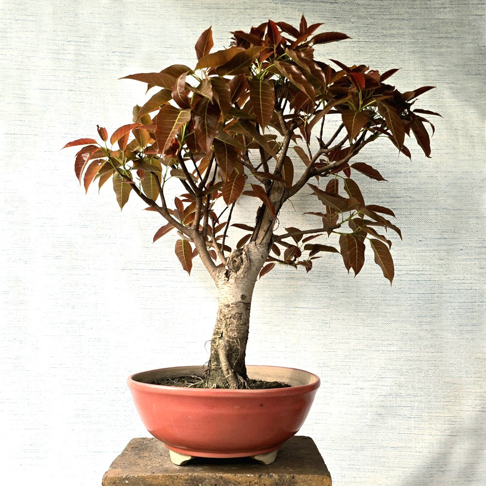 Pilkhan (Ficus Virens) Bonsai Tree