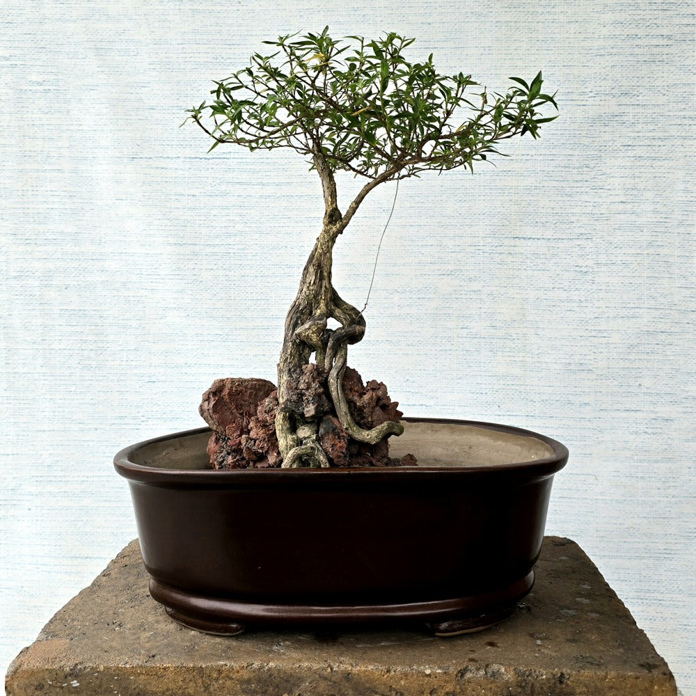 Snow Rose Bonsai Tree