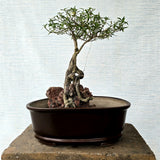 Snow Rose Bonsai Tree