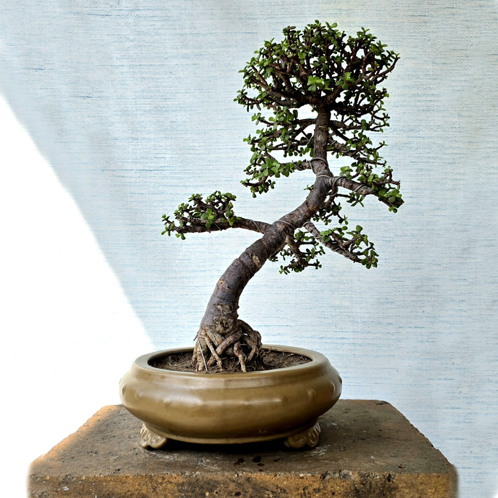 Jade Bonsai Tree