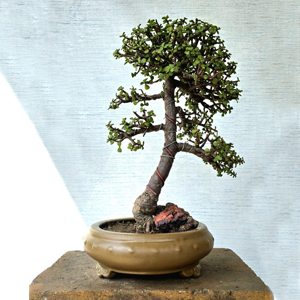 Jade Bonsai Tree