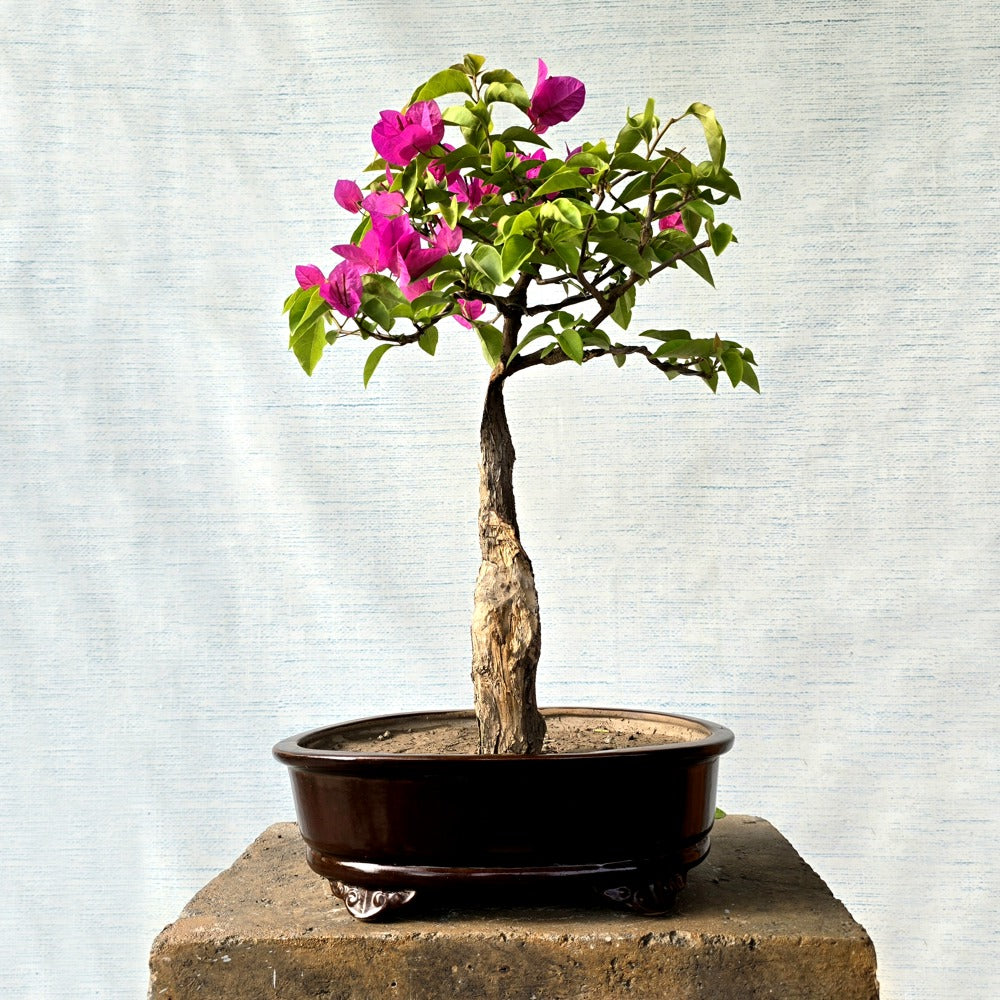 Bougainvillea Bonsai Tree