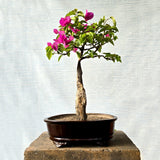 Bougainvillea Bonsai Tree
