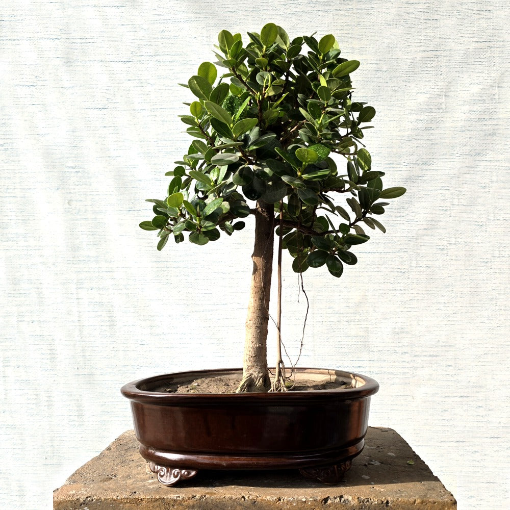 Ficus Bonsai Tree