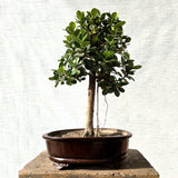 Ficus Bonsai Tree