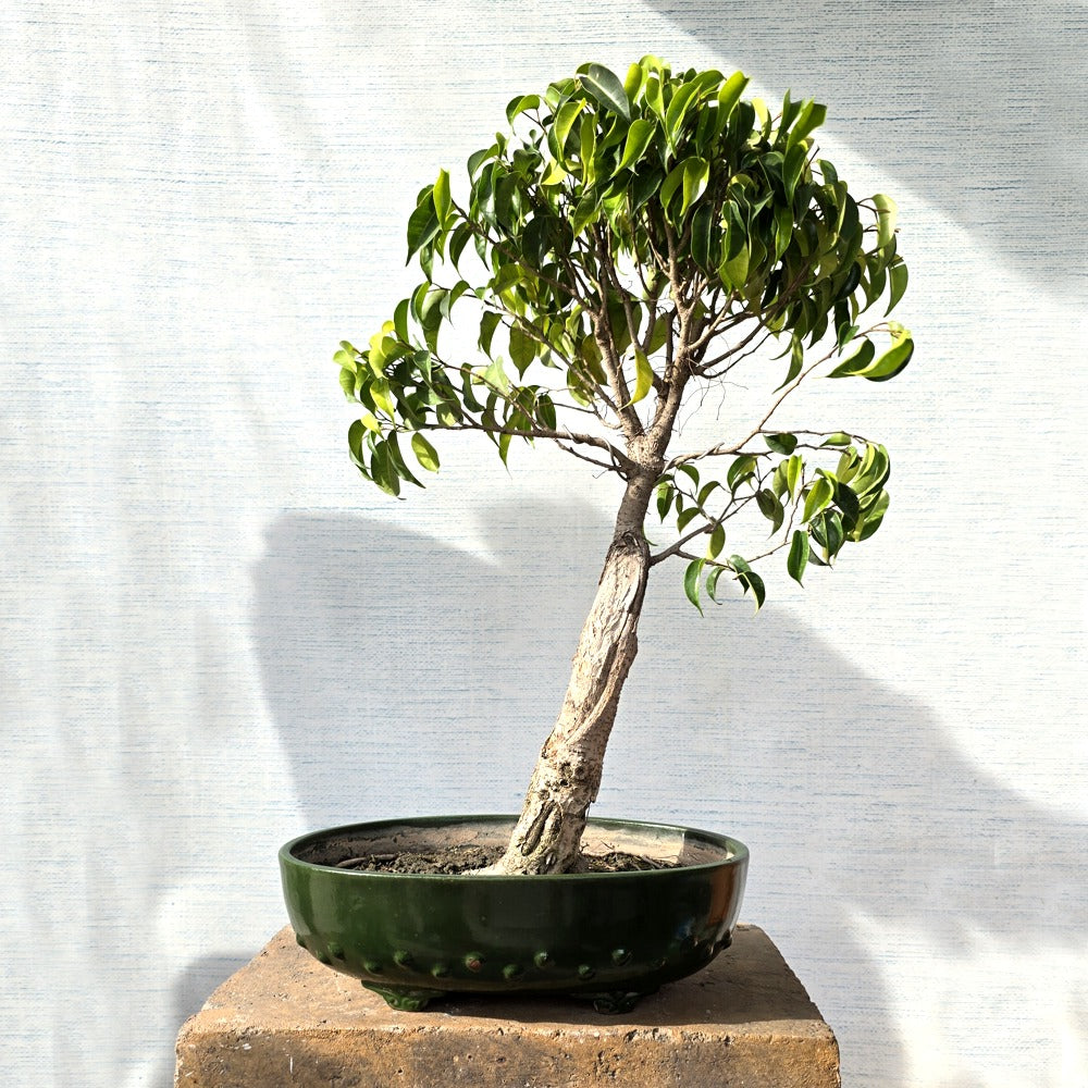 Ficus Benjamin Bonsai Tree