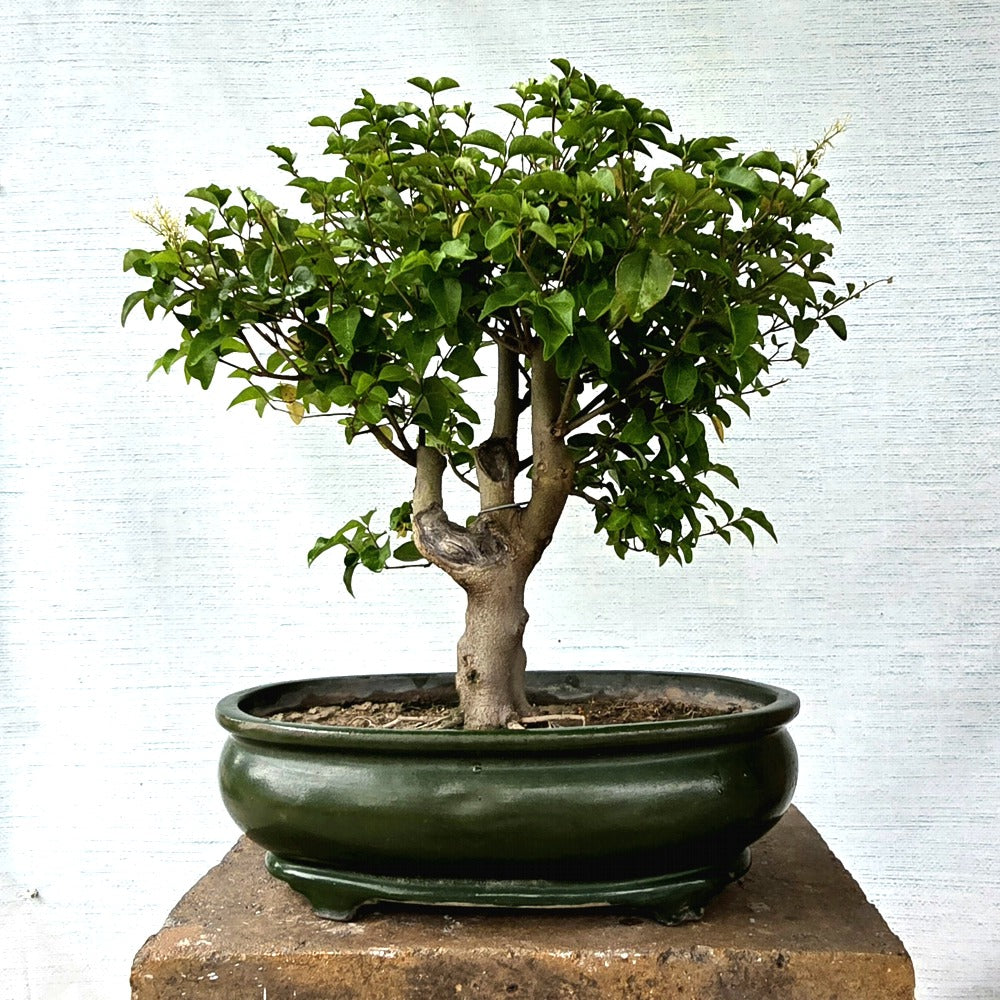 Ligustrum\Privet Bonsai Tree