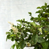 Ligustrum\Privet Bonsai Tree