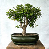 Ligustrum\Privet Bonsai Tree