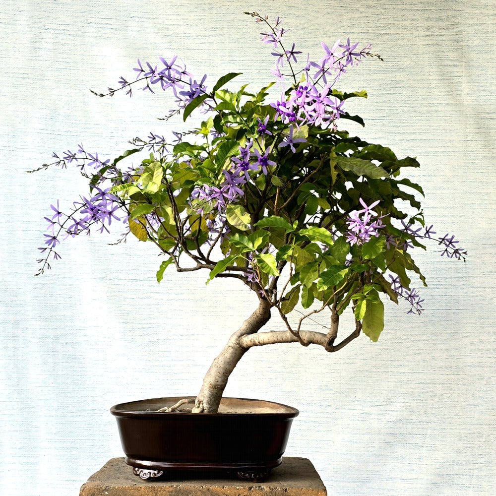 Patrea Bonsai Tree (Flowering)