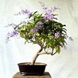 Patrea Bonsai Tree (Flowering)