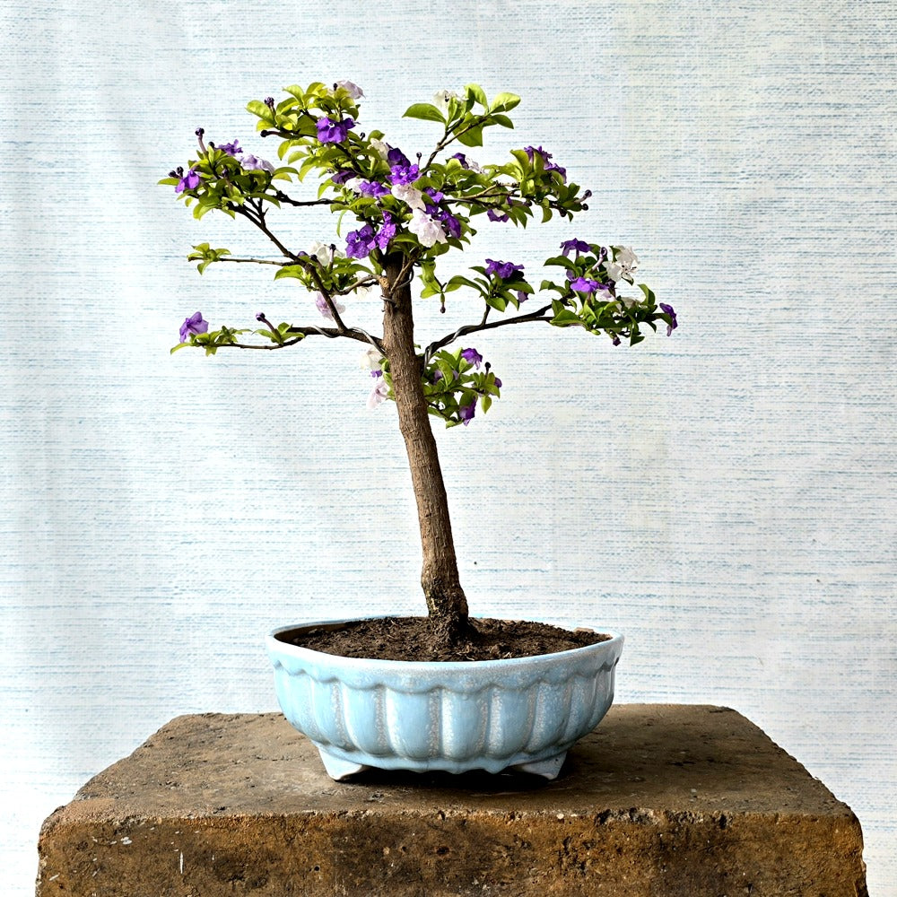Francisia Bonsai Tree