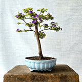 Francisia Bonsai Tree
