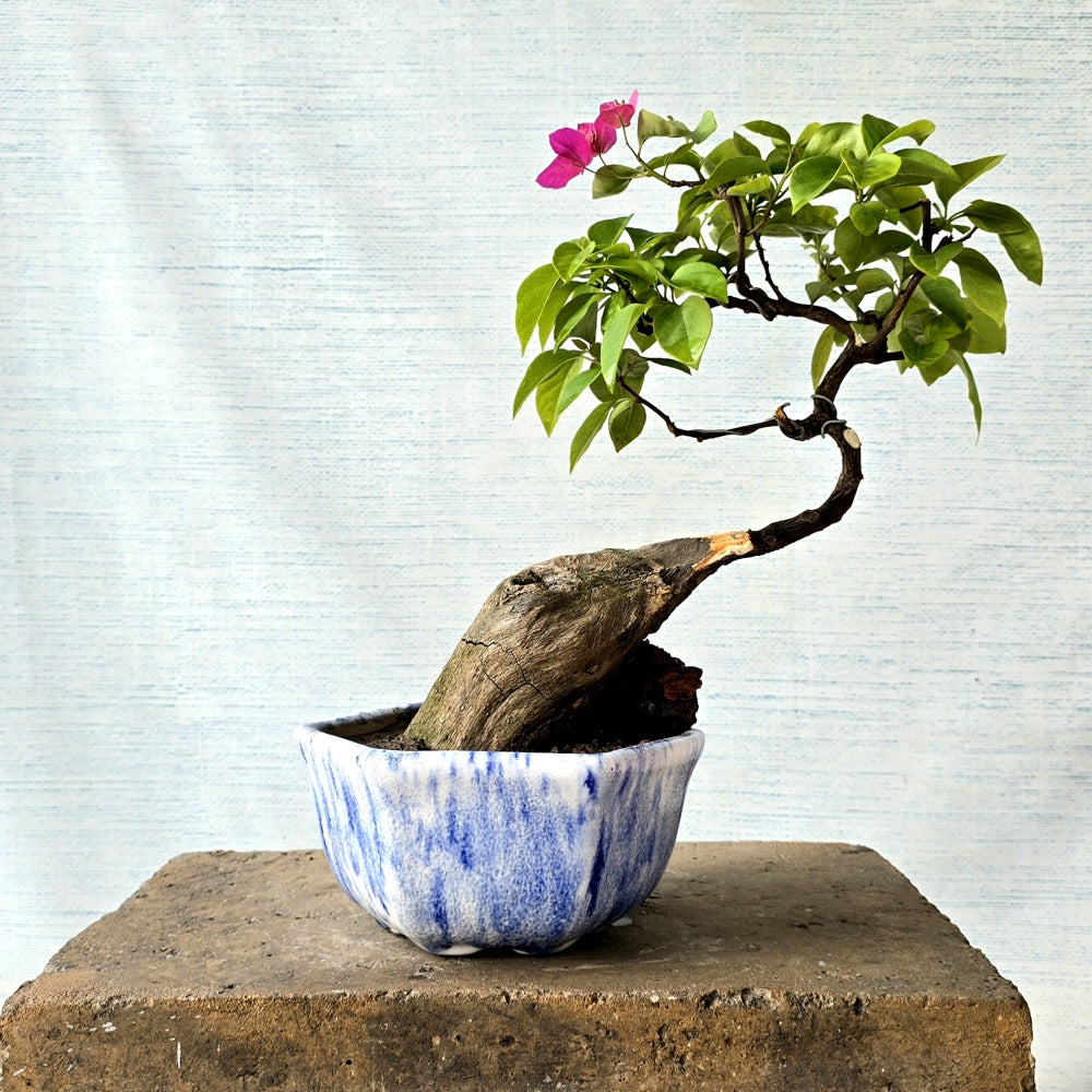 Bougainvillea Bonsai Tree
