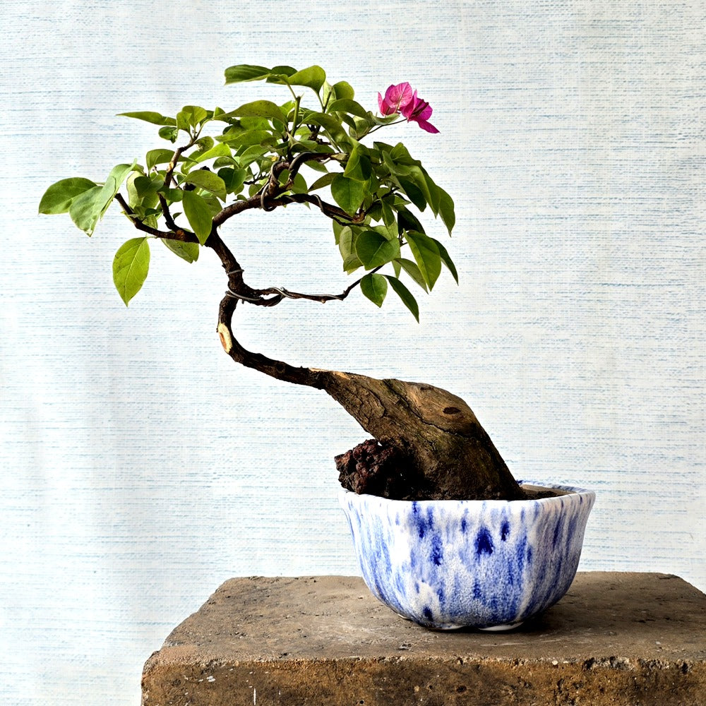 Bougainvillea Bonsai Tree