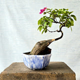 Bougainvillea Bonsai Tree