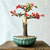 Bougainvillea Bonsai Tree
