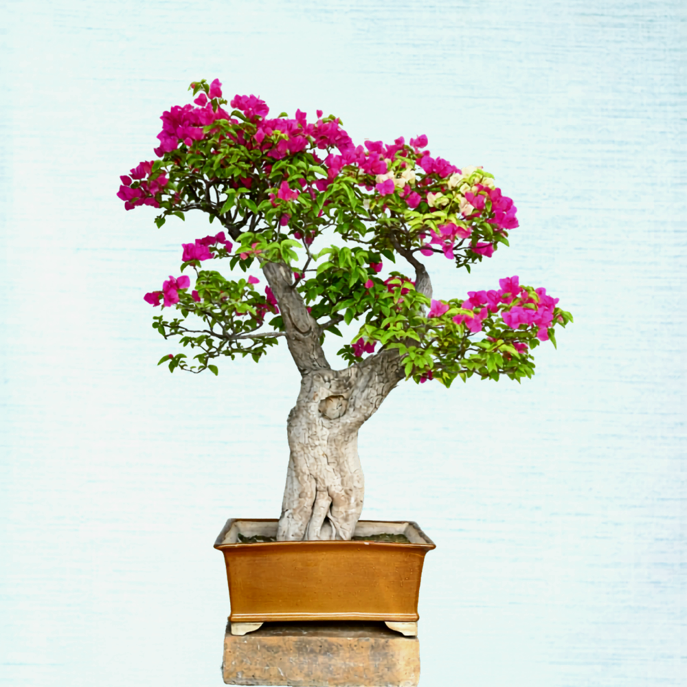 Bougainvillea Bonsai Tree