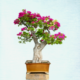 Bougainvillea Bonsai Tree