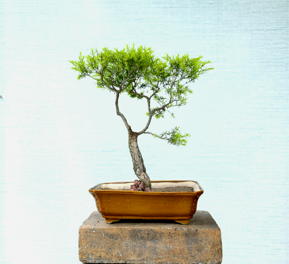 Melaleuca Bonsai Tree