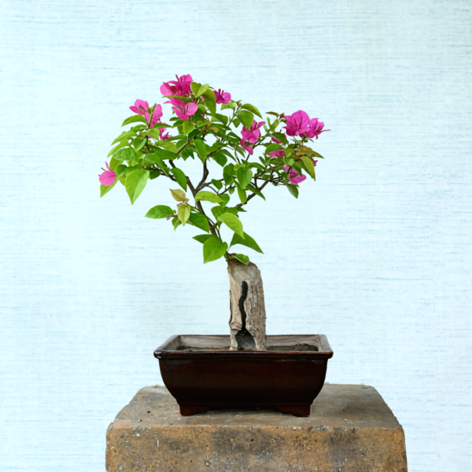 Bougainvillea Bonsai Tree