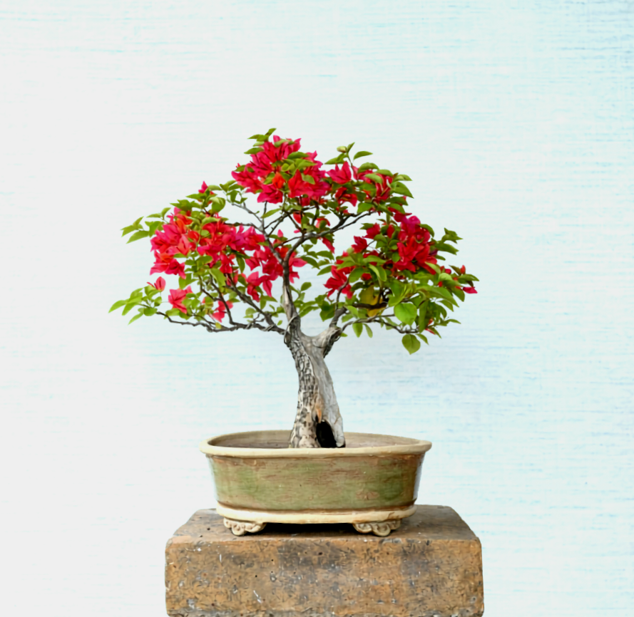 Bougainvillea Bonsai Tree