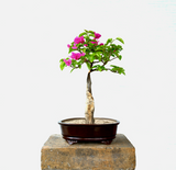 Bougainvillea Bonsai Tree