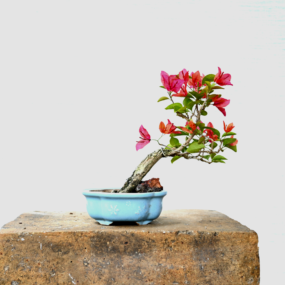 Bougainvillea Bonsai Tree