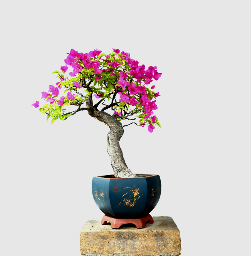 Bougainvillea Bonsai Tree
