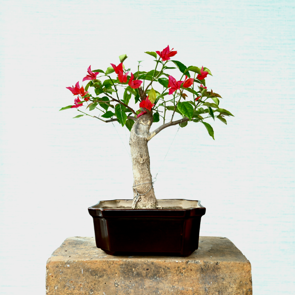 Bougainvillea Bonsai Tree